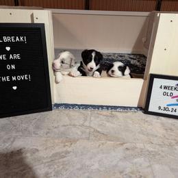 Cardigan Welsh Corgi Puppies from Smoky Tails Corgis