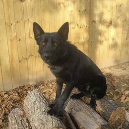Dachshund and German Shepherd Puppies from Illyria Dox & GSD