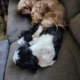 Shih Tzu Puppies from Shih Tzu Kennels