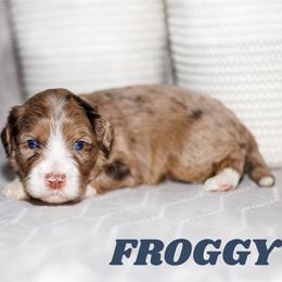 Froggy - Chocolate merle male Bernedoodle puppy in Gilbert, Arizona from Safe Havynn Doodles