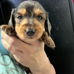 Edmund - Dapple male Dachshund puppy in Bigfork, Minnesota from Dachshunds Up North