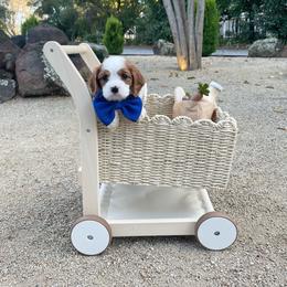 Bentley - Blenheim male Cavalier King Charles Spaniel puppy in Shingle Springs, California from California Spaniels