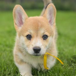 Yellow Boy - Red male Pembroke Welsh Corgi puppy in Penobscot, Maine from Corgi Bliss Pembroke Welsh Corgis