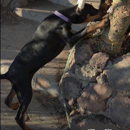 Lavender collar girl - Black and rust female Doberman Pinscher puppy in Santa Clarita, California from Riviera Dobermans