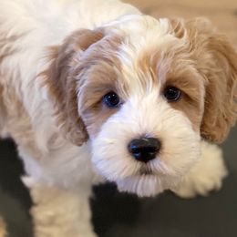 Australian Labradoodle Puppies from Majestic Labradoodles