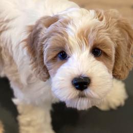 Australian Labradoodle Puppies from Majestic Labradoodles