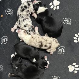Australian Shepherd puppies from Legacy Ranch Australian Shepherds