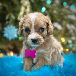 Fontina - Apricot female Cavapoo puppy in Palm Beach County, Florida from Benji’s Cockapoos