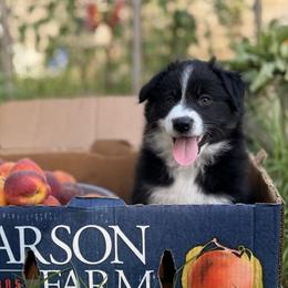 Miniature Australian Shepherd Puppies from Peace Creek Aussies