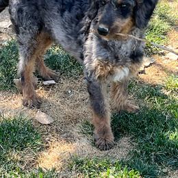 Stanley - Merle male Bernedoodle puppy in Caldwell, Idaho from Treasure Valley Poodles