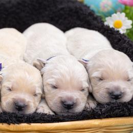 Girl 3 - Light golden female Golden Retriever puppy in Angier, North Carolina from Howard's Retrievers