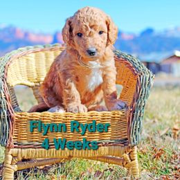 Aussiedoodle Puppies from Color Country Doodles