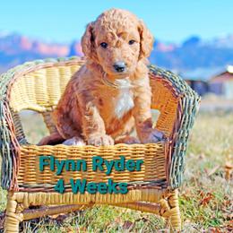 Aussiedoodle Puppies from Color Country Doodles