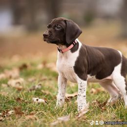 Girl 1 - Liver and white German Shorthaired Pointer puppy in Fortville, Indiana from Sanguine Moon Kennel