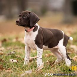 Girl 1 - Liver and white German Shorthaired Pointer puppy in Fortville, Indiana from Sanguine Moon Kennel