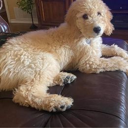 Aussiedoodle, Goldendoodle, and Poodle All Grown Up from Dandelion Doodles of Oklahoma
