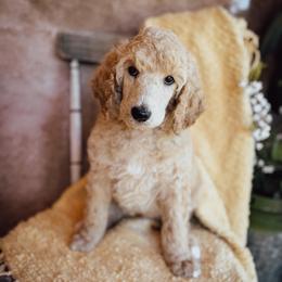 Leif - Cream male Poodle puppy in Detroit Lakes, Minnesota from Pickerel Pups