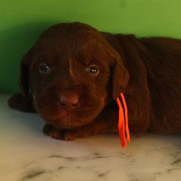 Orange collar - Chocolate male Labradoodle puppy in Apache Junction, Arizona from Loving Doodle