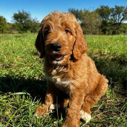 Oakley - Apricot male Goldendoodle puppy in Osage City, Kansas from Golden Ridge Goldens