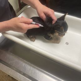 Yorkshire Terrier Puppies from Debbie’s Little Yorkies