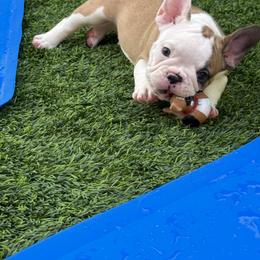 French Bulldog Puppies from Mosaic French Bulldogs