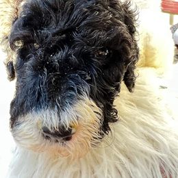 Goldendoodle and Poodle Puppies from Elizabeth Rocha's Doodles
