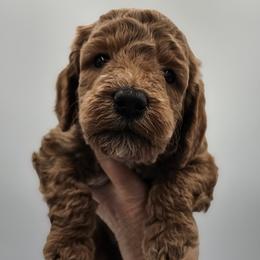 Blue Male - Red  male Goldendoodle puppy in Mocksville, North Carolina from Hunting Creek Farm & Kennel