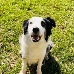 Pepper - Border Collie