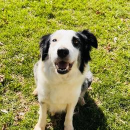 Pepper - Border Collie