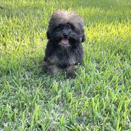 Journey will be sable (reduced) - Brown female Shihpoo puppy in El Campo, Texas from Billy's Puppies