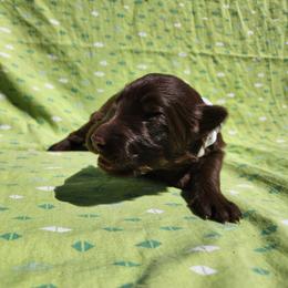 Madelyne - Liver female German Shepherd puppy in Los Lunas, New Mexico from Mali's German Shepherds LLC