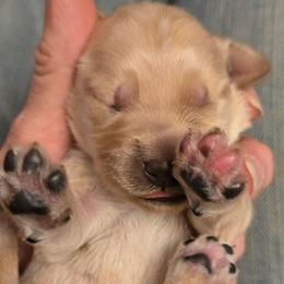 Pink - Apricot female Goldendoodle puppy in Neillsville, Wisconsin from Granton Creek