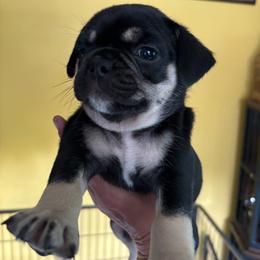 Yellow Collar - Black female Pug puppy in Belmont, New Hampshire from Crazy Pugs Haven