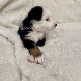 Cinch - Black tri female Miniature Australian Shepherd puppy in Bozeman, Montana from +s mini Aussies
