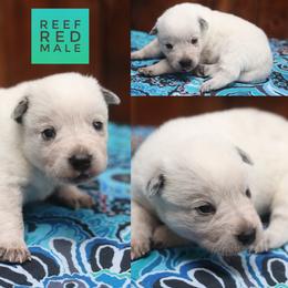 Reef - Red speckled male Australian Cattle Dog puppy in Gatlinburg, Tennessee from Greenbrier