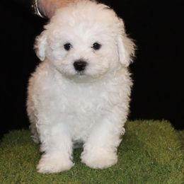Green Collar - White female Bichon Frise puppy in Michigan from Cher Ami Bichons