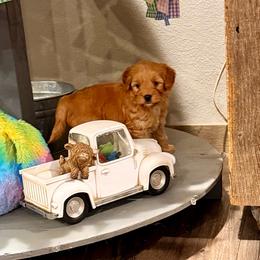 Scuttle - Cream female Goldendoodle puppy in Bells, Texas from Partridge Doodles and Poodles