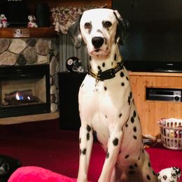 Chaz - Dalmatian