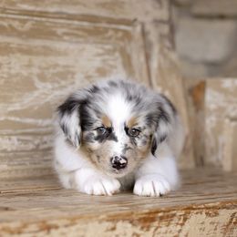 Australian Shepherd Puppies from Broken Arrow Australian Shepherds