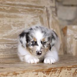 Australian Shepherd Puppies from Broken Arrow Australian Shepherds