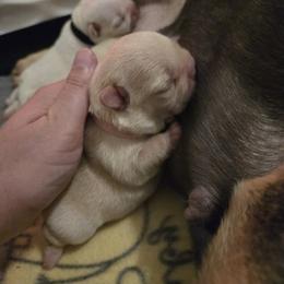 French Bulldog Puppies from Diamond Dreams French Bulldogs