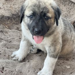 Craig - Brindle male Anatolian Shepherd Dog puppy in Avon Park, Florida from Sandy Pines Homestead