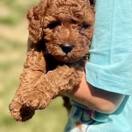 Cavapoo Puppies from The Doodle Den
