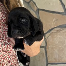 Kevin - Black and white male Basset Hound puppy in Yarnell, Arizona from Boulder Oak Bassets