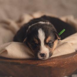 Green collar - Toast - Black and tan male Pembroke Welsh Corgi puppy in Waverly Hall, Georgia from 6g Ranch Corgis