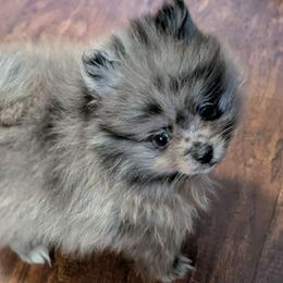 Blue Merle Boy - Blue merle male Pomeranian puppy in Danielsville, Georgia from PassionatePomPoms