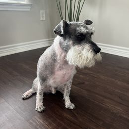 Miniature Schnauzer Puppies from Sugarbaby Kennel