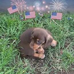 Willy - Chocolate and cream male Dachshund puppy in Sallisaw, Oklahoma from Wild West Dachshunds