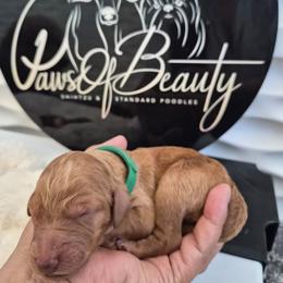 Emerald - Red  female Poodle puppy in El Paso, Texas from Paws Of Beauty