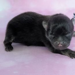 Girl 1 - Black and tan female Pomeranian puppy in Fultonville, New York from Sandy Aussies & Pomeranians